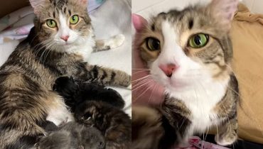 Rescue Story: A Cat’s Amazing Transition with Her Kittens