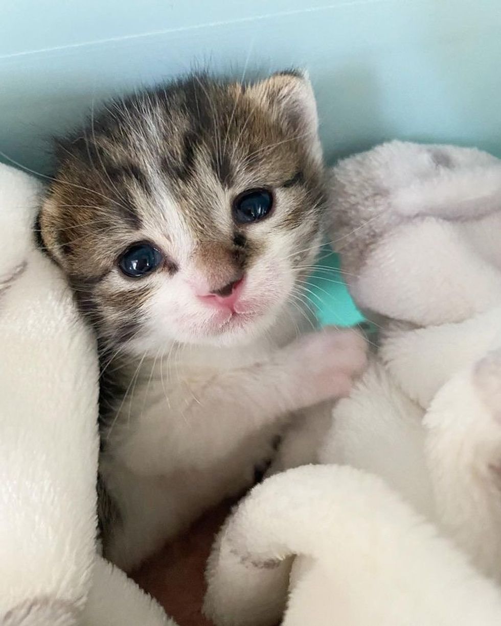 sweet kitten milk face