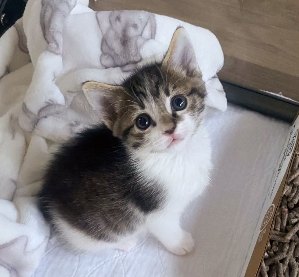 sweet kitten big eyes