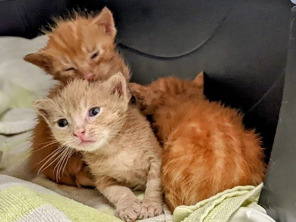 trois petits chatons tigrés roux