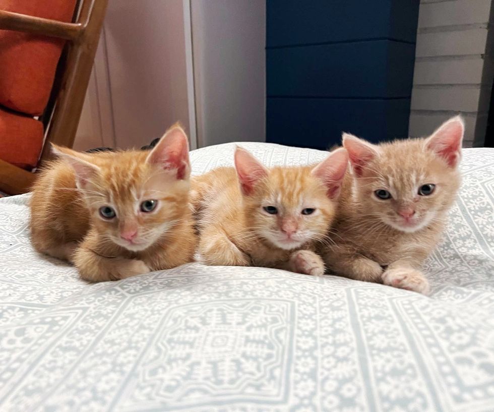 trois adorables chatons roux