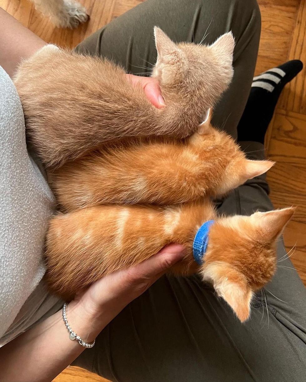 chatons roux sur les genoux