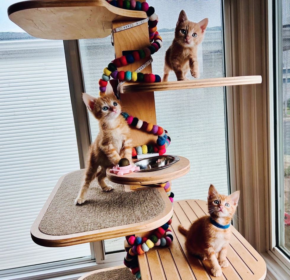 trois chatons roux dans un arbre à chat