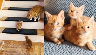 From Truck to Home: The Journey of Three Adorable Kittens