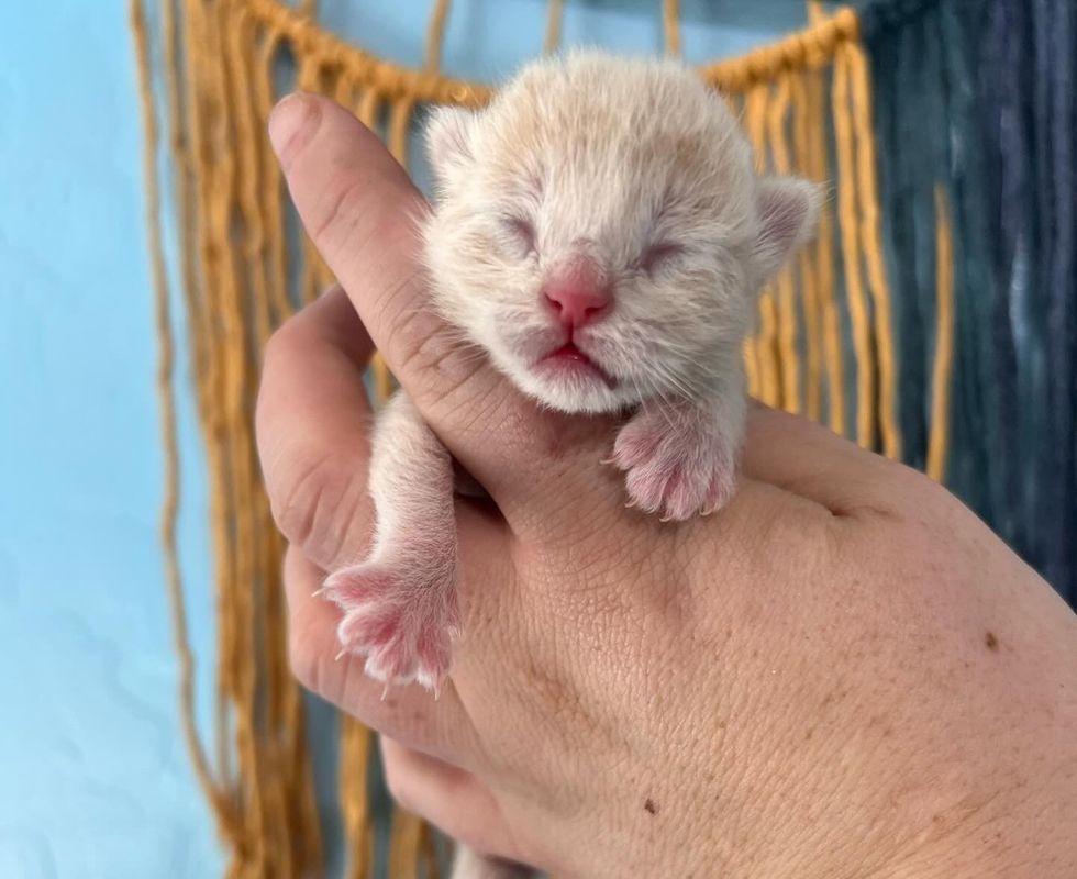 chaton nouveau-né crème