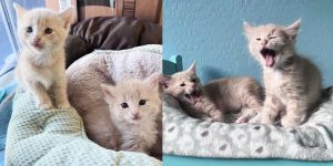 Inseparable Sisters: A Heartwarming Kitten Tale