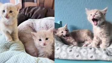 Inseparable Sisters: A Heartwarming Kitten Tale