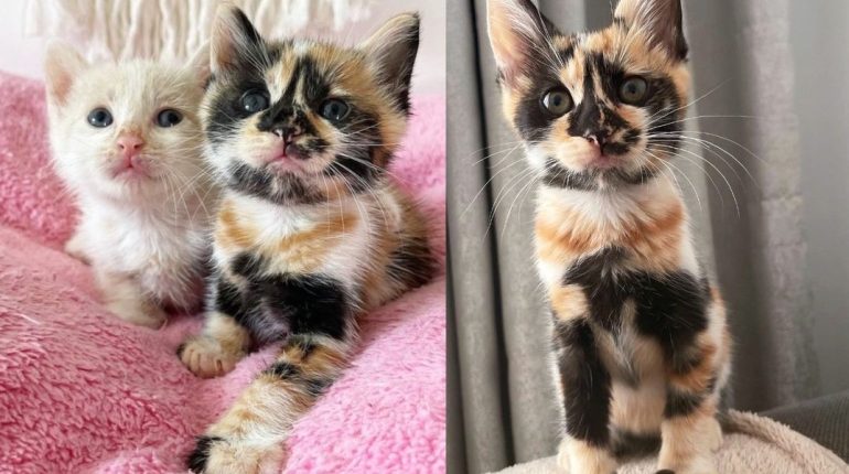 Adoption bottle-feeding cat mom forever home Kitten kittens markings recovery Rescue 