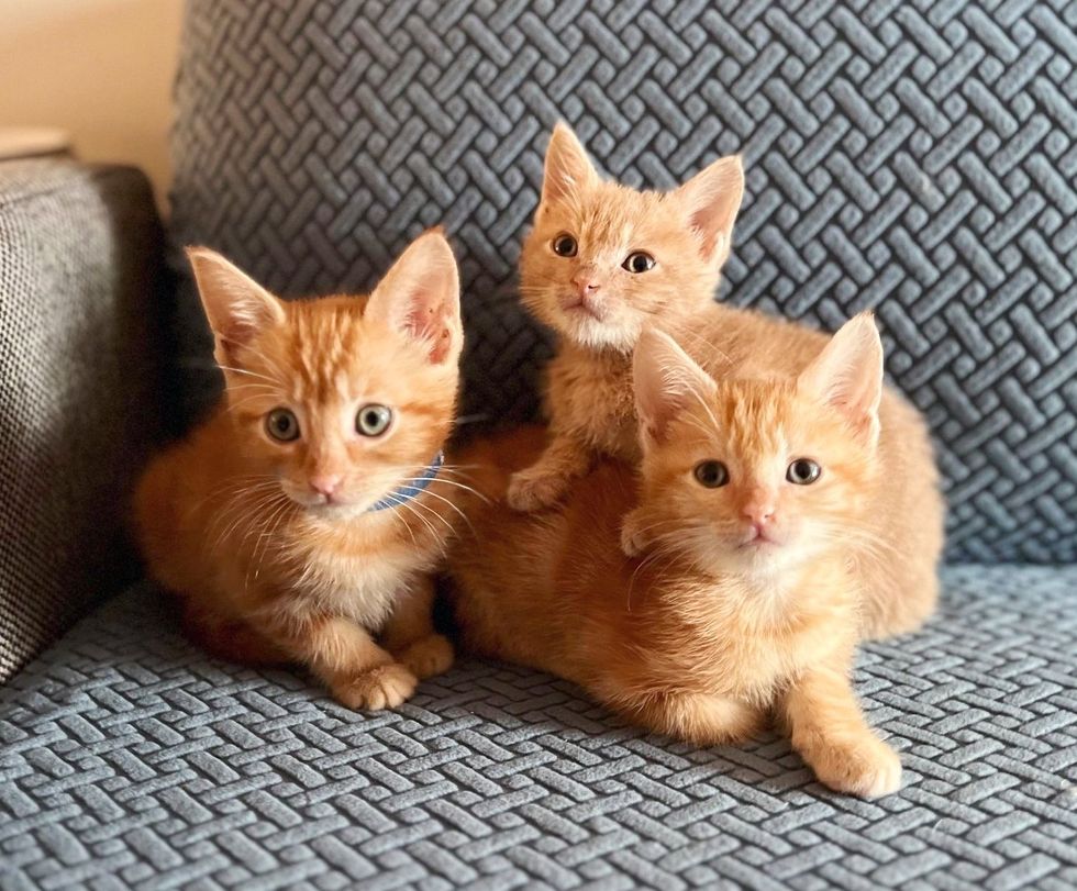 trois chatons roux