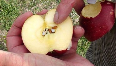 How to Grow Apple Trees from Seeds – A Simple Tutoria