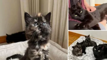 Rescued Kittens and Mother Cat Share Heartfelt Bond