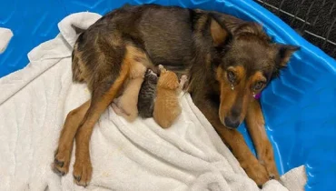 An abandoned dog finds a new purpose in becoming a surrogate mother to orphaned kittens.
