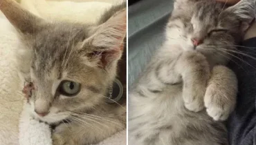 One-eyed kitten steals the hearts of a couple at the animal shelter