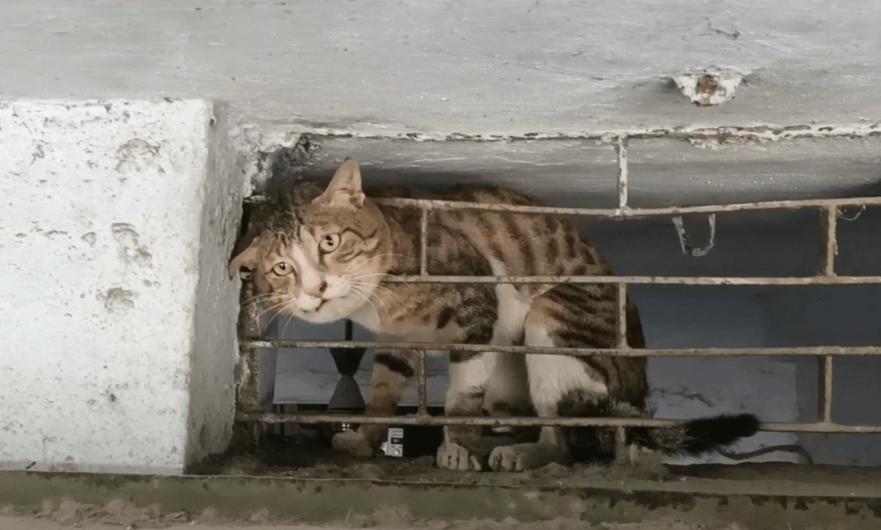 Cat Stuck