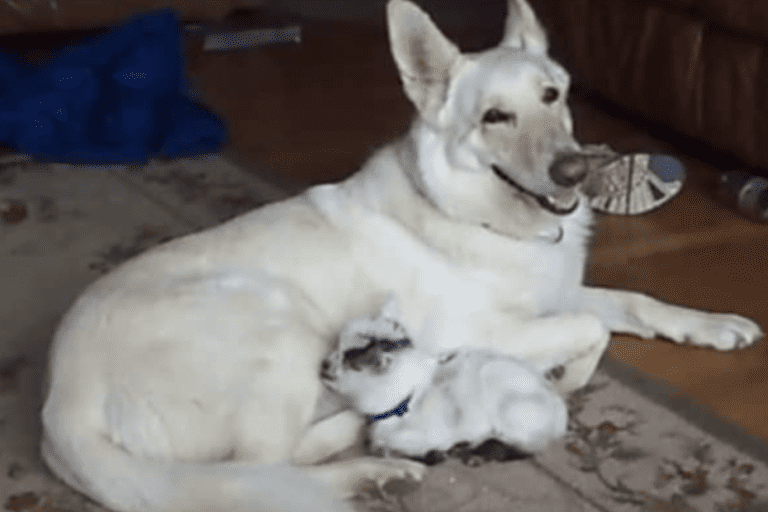 A-White-German-Shepherd-and-Baby-Pygmy-Goats-Unlikely-Friendship