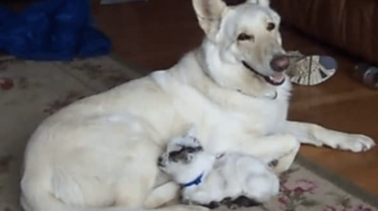 adoptive mother affectionate licks baby goat compassionate happiness Heartwarming nurturing Pygmy Goats unlikely friendship viral video white German Shepherd 