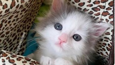 A Heartwarming Tale of Rescuing a Tiny Kitten