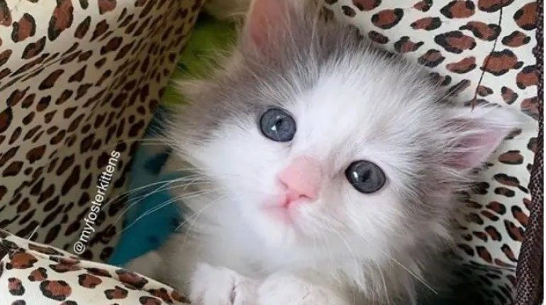 Adorable cancer diagnosis dedication family independent Kitten Las Vegas Rescue Volunteer 