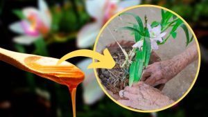 Orchids: Common leaf problems and how to solve them