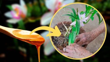 Orchids: Common leaf problems and how to solve them