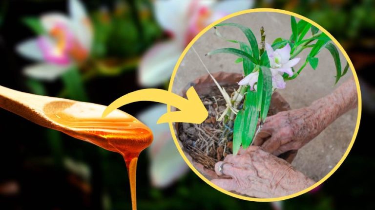 Balsamo-per-orchidea-1024×576.jpg