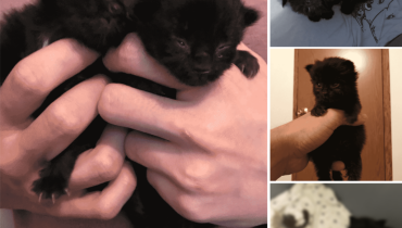 A Heartwarming Story: Nurturing Two Tiny Basement-Rescued Kittens