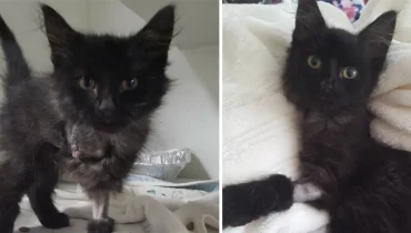 The Tale of a Brave Black Kitten and Her Battle with a Sore Paw