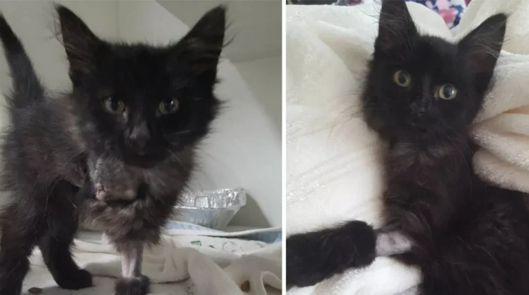Adoption amputation Black cat Bond compassionate volunteers family feline trio happy ending. kittens Love rehabilitation Rescue support. Transformation 