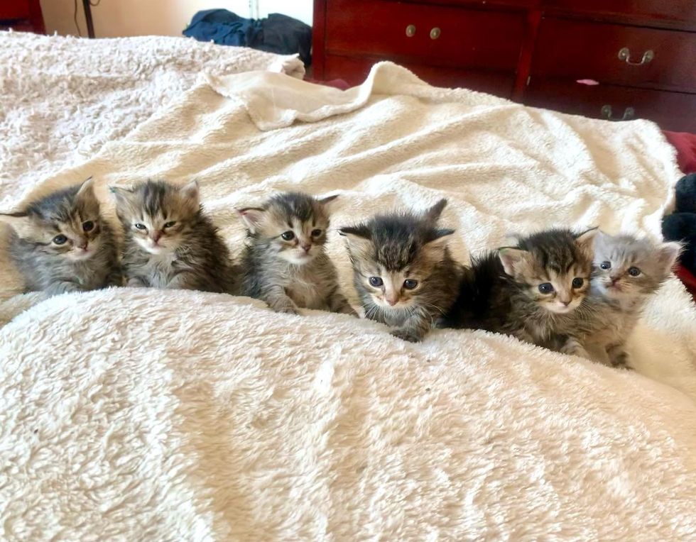six tabby kittens lineup