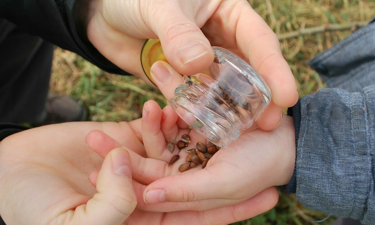 Placez les graines de pomme dans un bocal en verre et engagez les enfants dans cette expérience