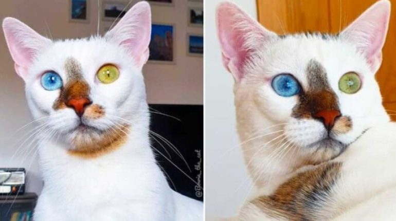 animal advocacy Bowie the Cat David Bowie heterochromia Instagram fame pet adoption pet allergies. pet insurance veterinary care 