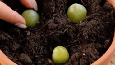 Put 3 grapes in a pot filled with soil – what happens 10 days later?