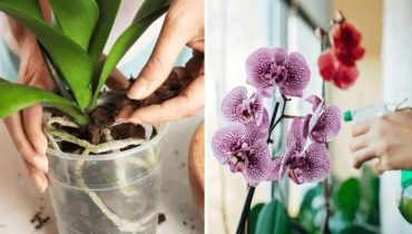 beauty Care cultivation hydration light orchids Pot substrate 