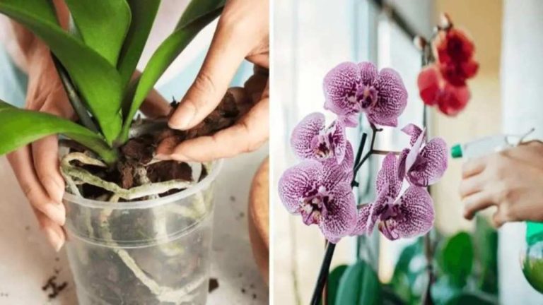 Comment-faire-pousser-de-belles-orchidees-a-la-maison-_-4-secrets-a-connaitre_-