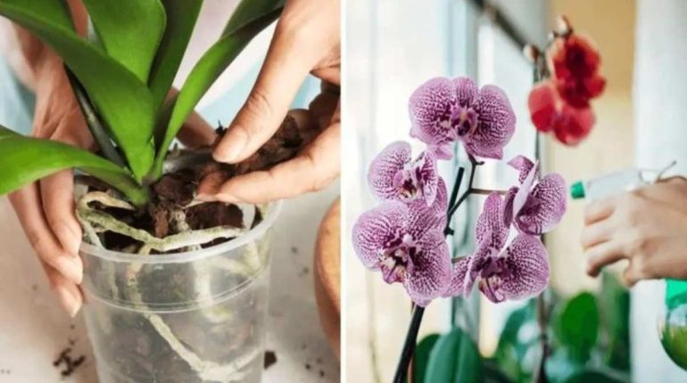beauty Care cultivation hydration light orchids Pot substrate 
