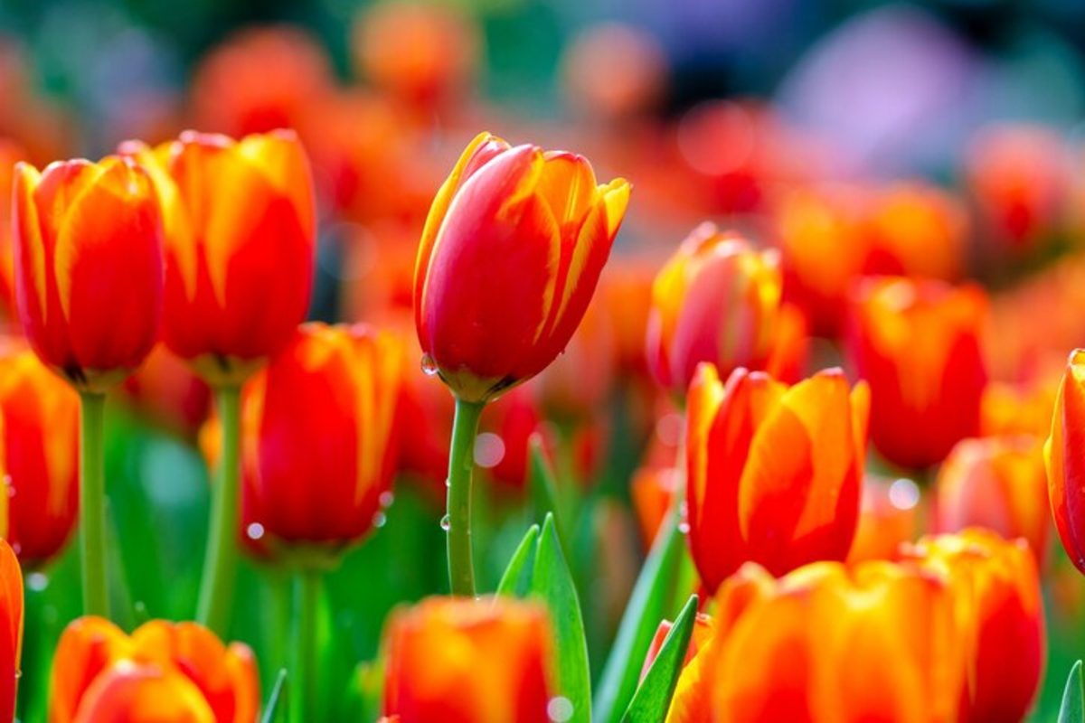 tulipes colorées et luxuriantes avec 4