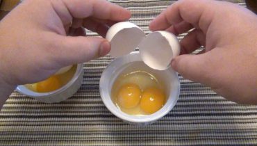 The Phenomenon of Double-Yolk Eggs, Meaning, and Curiosities