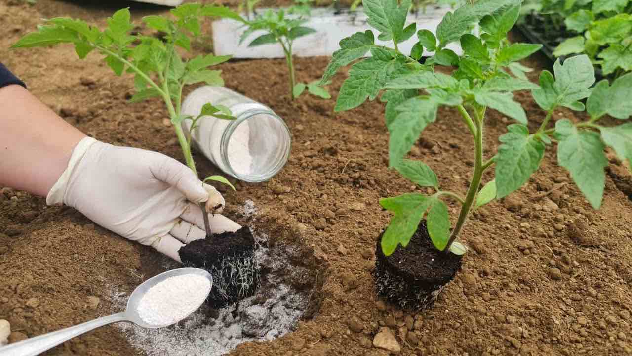 Soil during planting