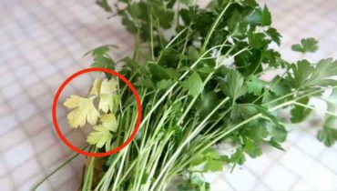 Parsley and its Secrets: Why its Leaves Turn Yellow