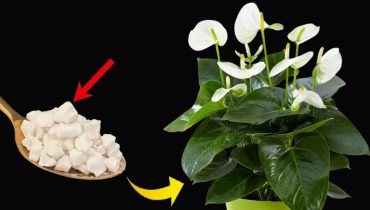 Tips for an Abundant Bloom of the Peace Lily