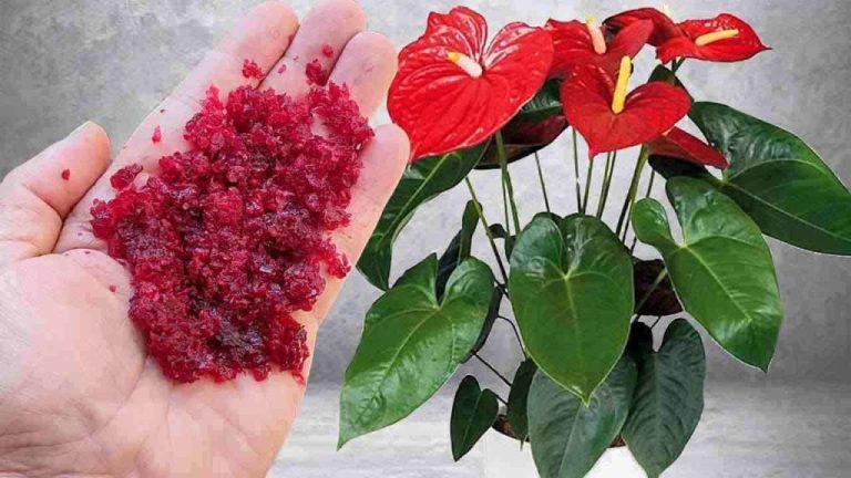 Ingrediente-fioritura-piante-1024×576.jpg