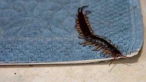 The Scutigera: Your House’s Helpful Insect Ally