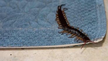 The Scutigera: Your House’s Helpful Insect Ally