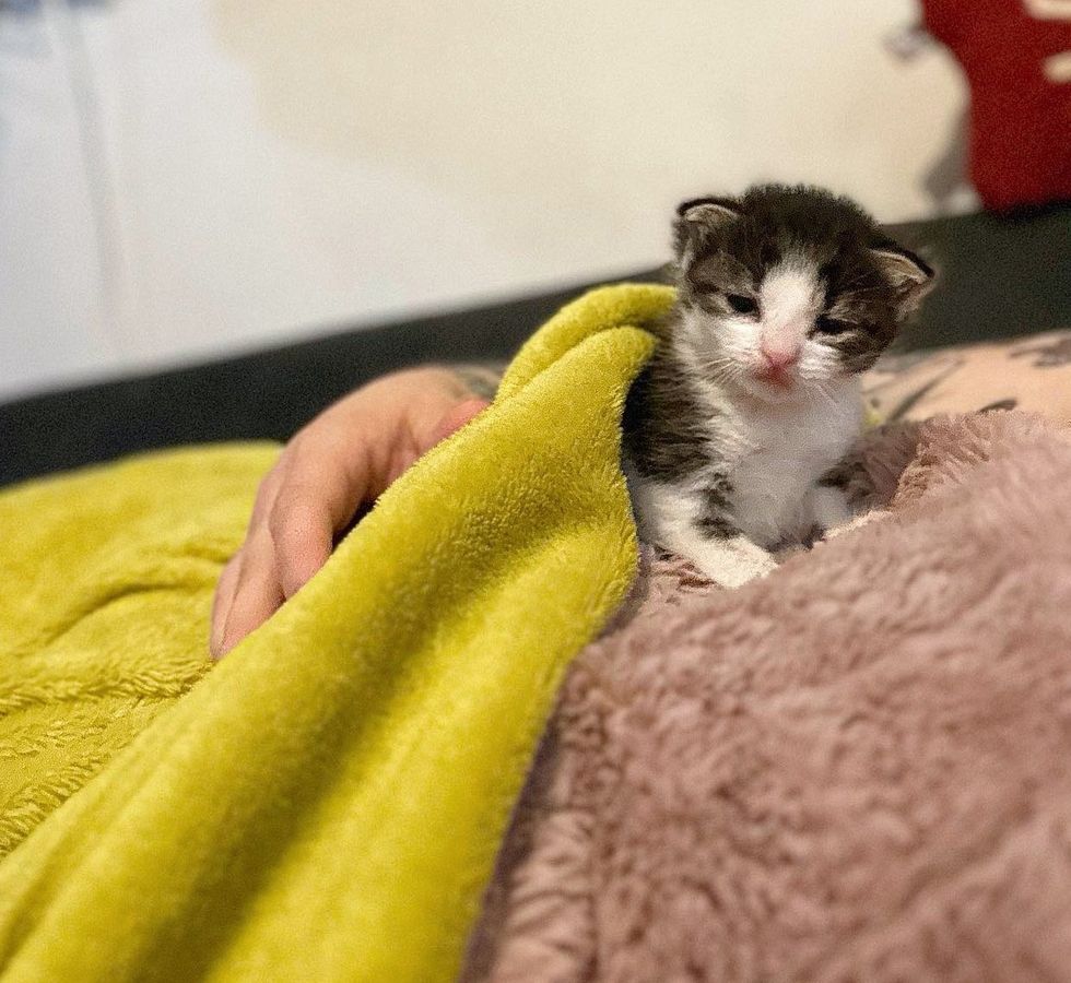 tiny cuddly kitten