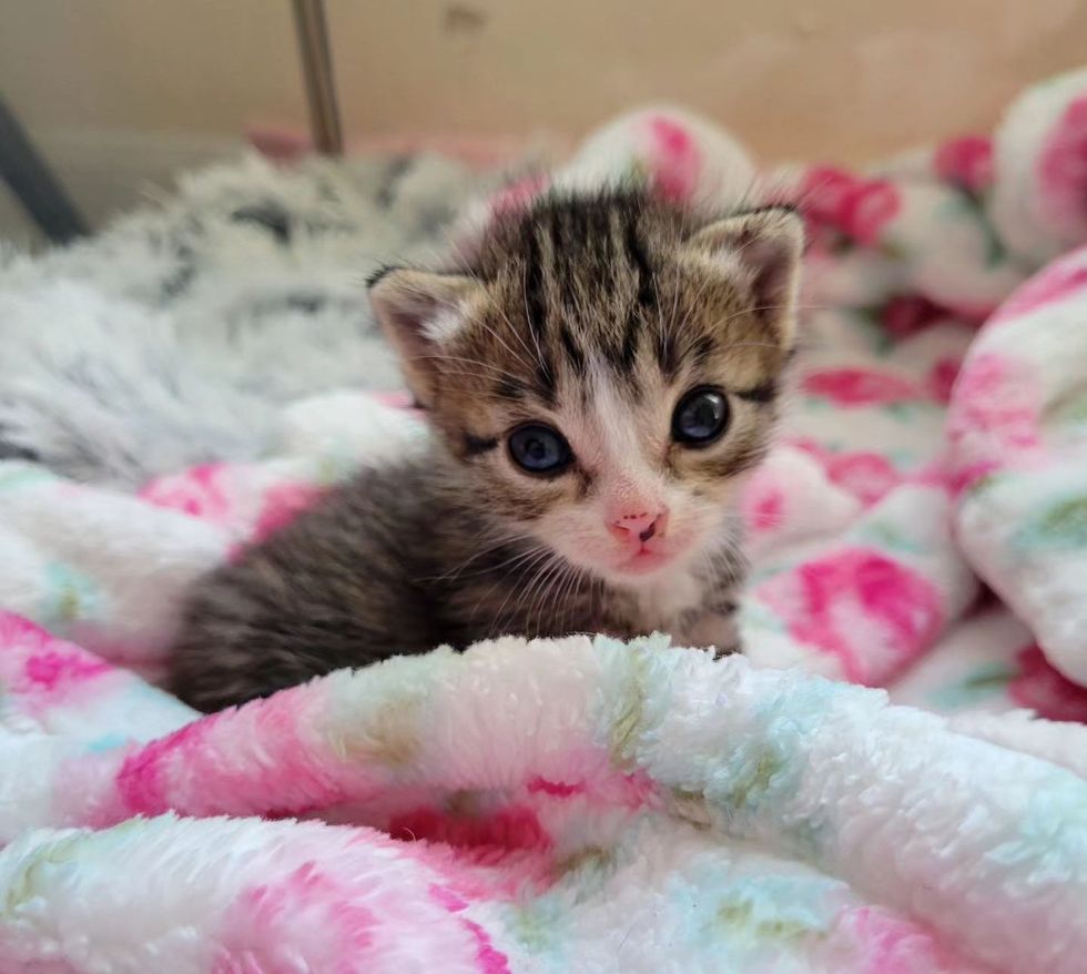 adorable tiny tabby kitten