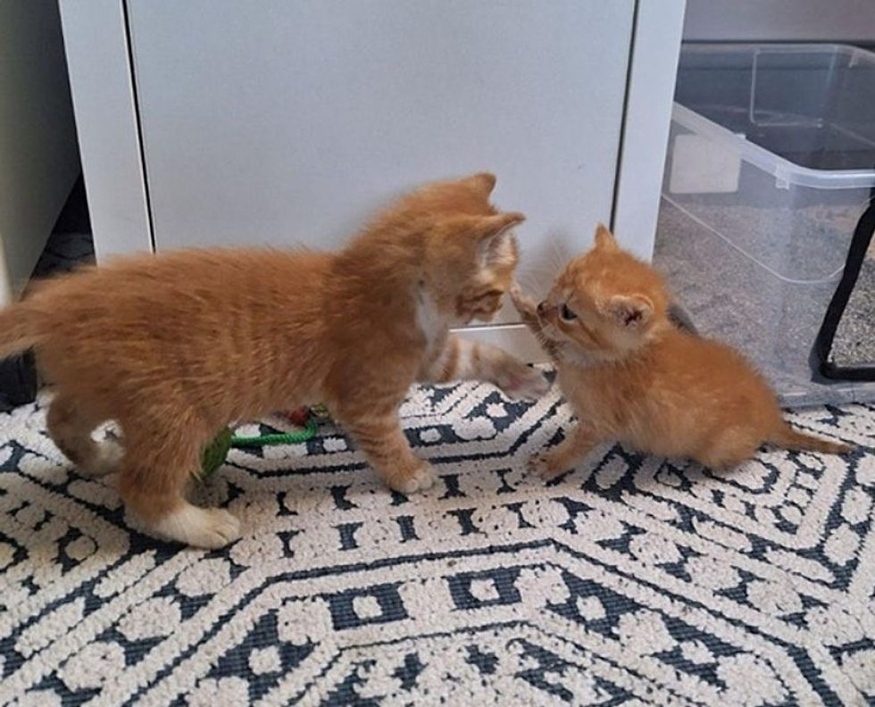 cute kittens kisses