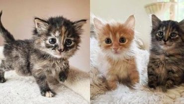 Heartwarming Tale of Kitten Companionship: Moxie and Patrick’s Journey