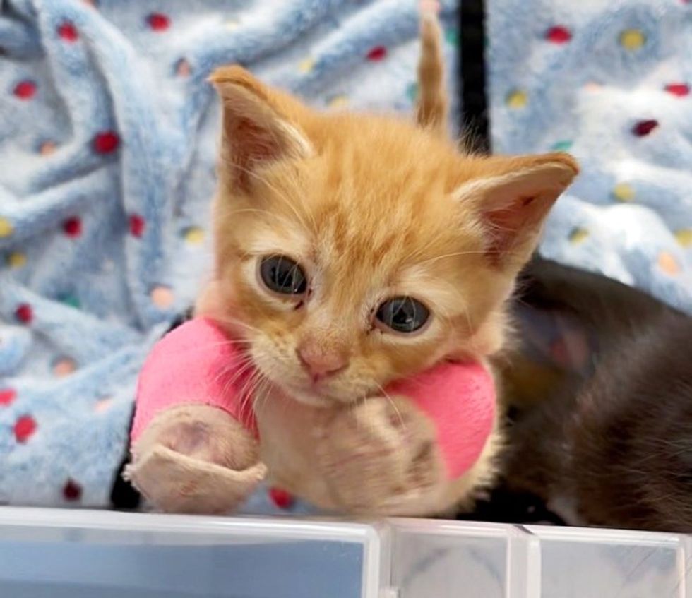kitten with splinted legs