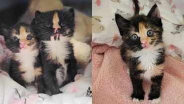 From Box to Bliss: A Kitten Rescue Story