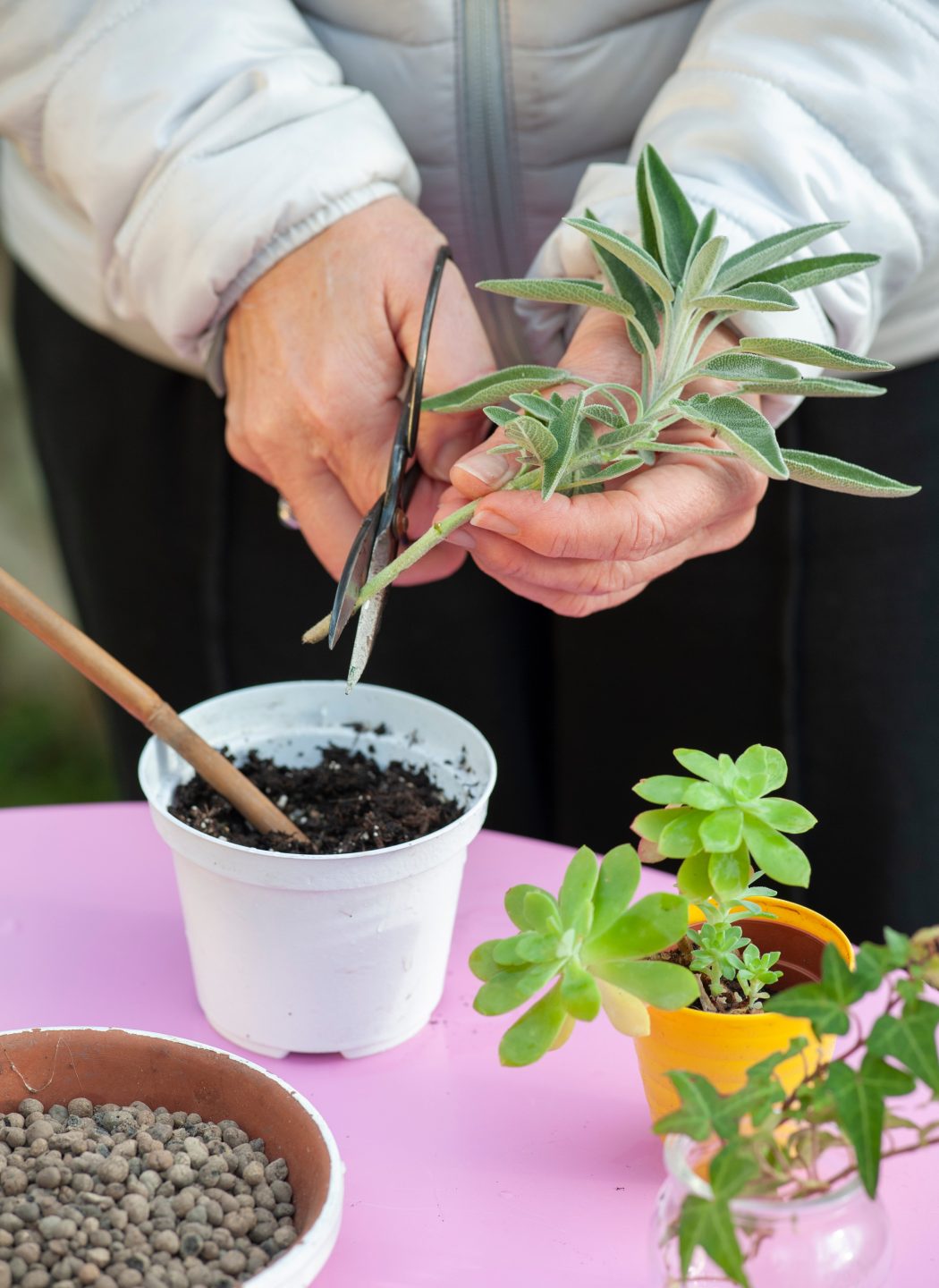 Potted Sage: How to Grow It for Optimal Results!